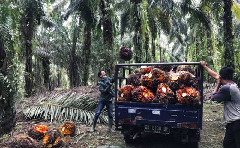 Palm Oil Prices in East Kalimantan Drop by Rp32.64 per Kg for the Second Period of May 2025