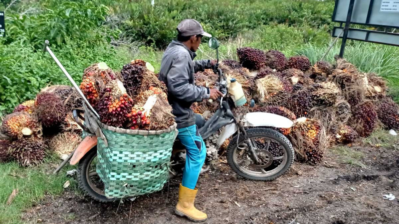 Palm Oil Prices in Riau Drop by Rp57.83 per Kg for the Period of June 11-17, 2025