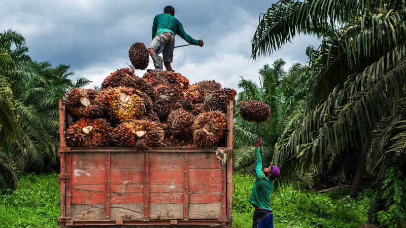 Palm Oil Prices in West Kalimantan Reach Record Highs in June 2025