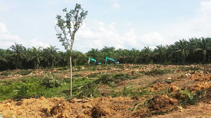 Five Farmer Groups in Dumai Receive PSR, Six Other Groups Get Infrastructure Support from BPDP