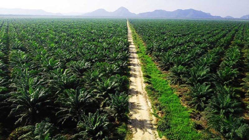 Bupati Kasmarni Emphasizes Palm Oil Companies Must Not Only Profit but Also Care for the Region