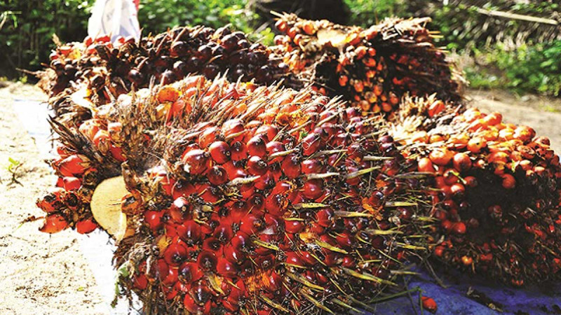 Palm Oil Prices in South Sumatra Drop by Rp46.08 per Kg for the Period II-June 2025