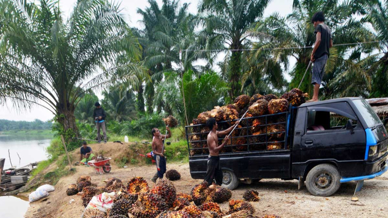 Palm Oil Prices in Jambi Drop by Rp23.32 per Kg for the Period of June 20-26, 2025