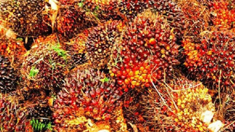 Surprising Discovery for Kobar Resident While Paying Taxes: Counterfeit Money from Palm Oil Transactions