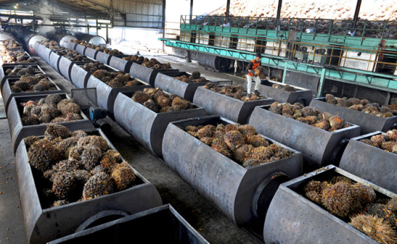 Standalone Palm Oil Mills Raise Supply Chain Traceability Concerns, Industry Warns