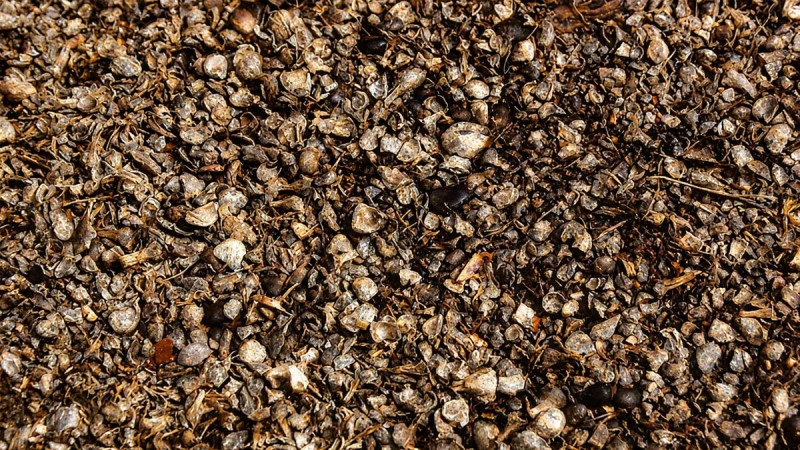 BRIN: Palm Kernel Shell Activated Carbon Offers Strong Commercial Potential in Indonesia