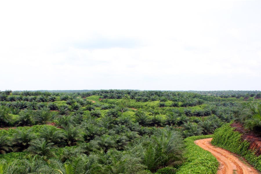 Kencana Agri Did New Planting About 1.089 Hectares