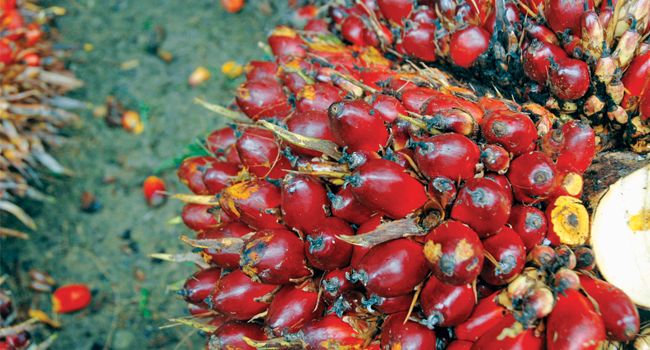 March, Fruit Price in East Kalimantan IncreasesRp10,78/Kg