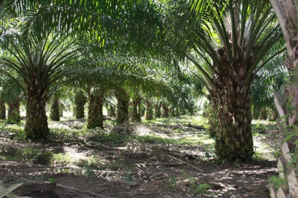 More Than A Thousand Trees of PT LNK Were Damaged 