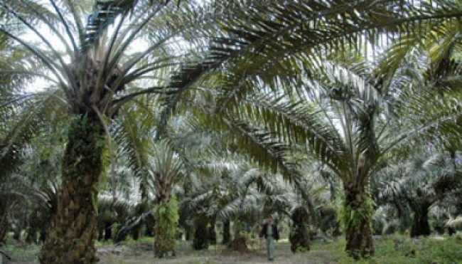 MPOA : The Governmental Regulation Cut off The Competitiveness.