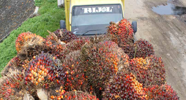 Palm Oil Fruit in Labuhan batu Fell Down
