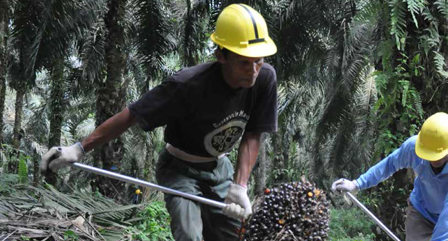 Regent of East Kutai : Palm Oil Plantation Increases the People’s Economy