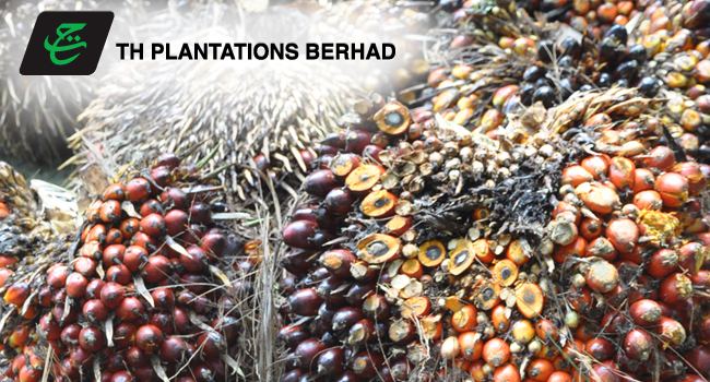 TH Plantation Got RM 488.91 Millions