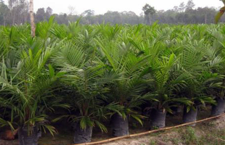 The Farmers in Pucuk Rantau Need Subsidized Palm Oil Seeds