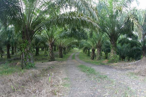 The People in Kuansing Are Happy to Plant Palm Oil