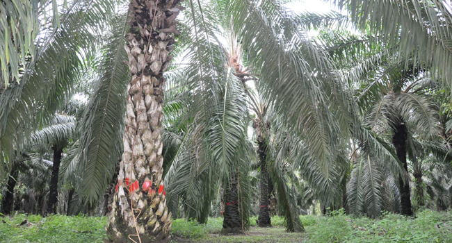 The People of Enggano Are Prohibited to Plant Palm Oil Tree