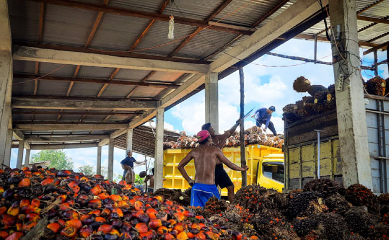 FFB in South Sumatera in the First Period - March 2024; The Most Expensive is Rp 2.604,99/Kg