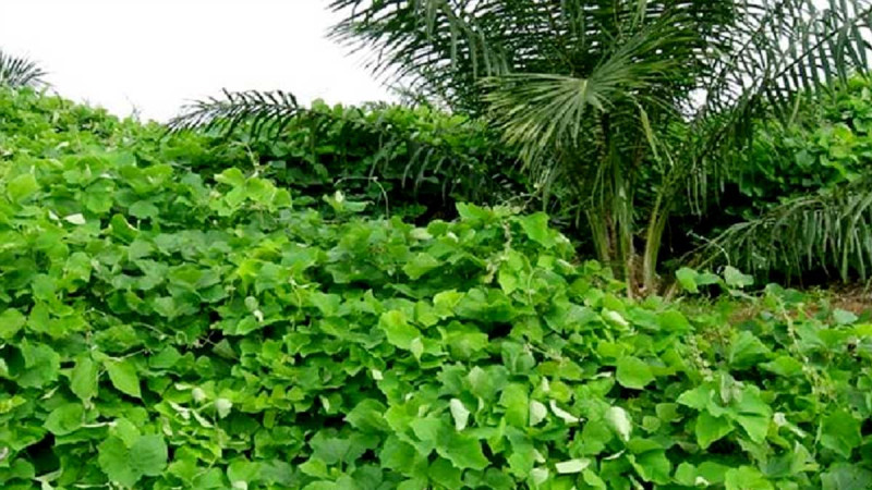 To Know Kinds of Beans as Soil Canopy and the Advantages