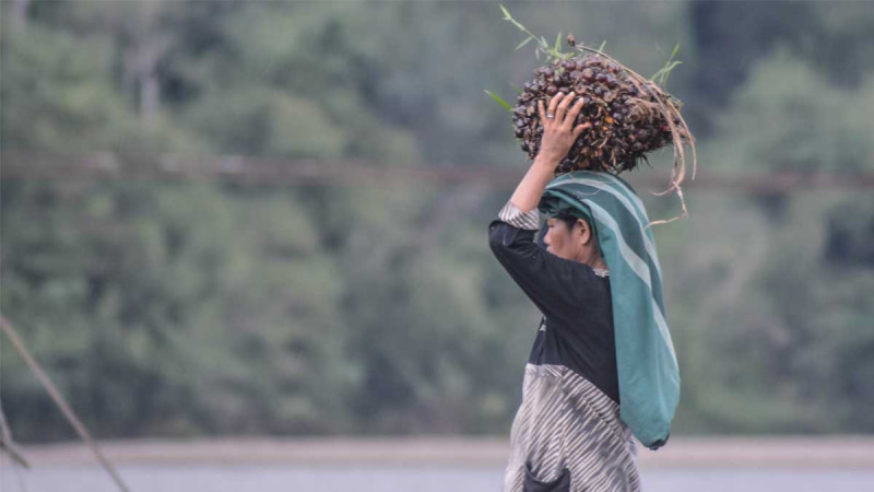 Palm Oil Labors: Still Far from A State of Welfare