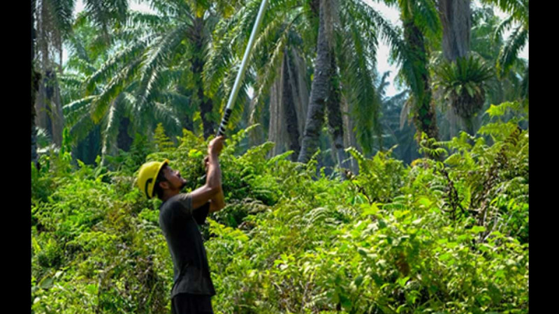 Wilmar Supports Green Landscape in Siak by Developing 1.500 Independent Smallholders