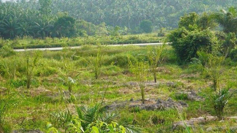 Paya Nie Peat: No Palm Oil because
