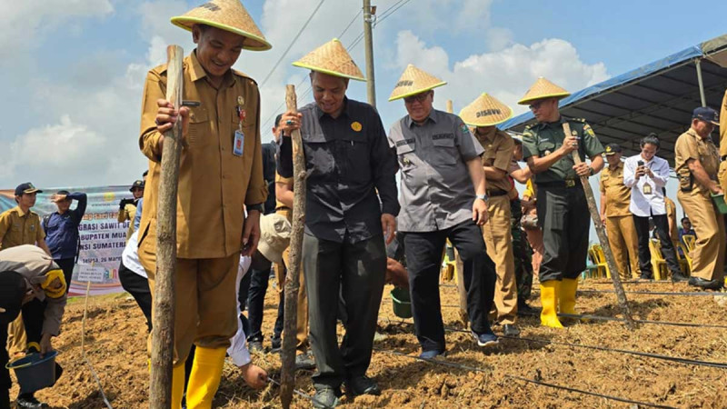 Planting Paddy Gogo in SRP Plantations in Muara Enim