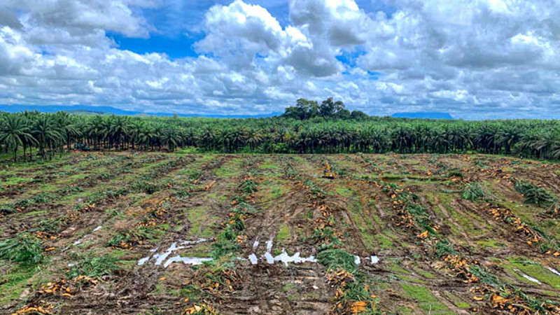 Indonesia’s Smallholder Replanting Program Reaches 408,000 Hectares, BPDP Disburses Rp12.01 Trillion Since 2016