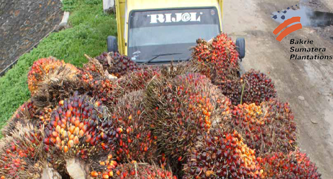 Bakrie Sumatera Plantations Got Losses about Rp 90,240 Billions