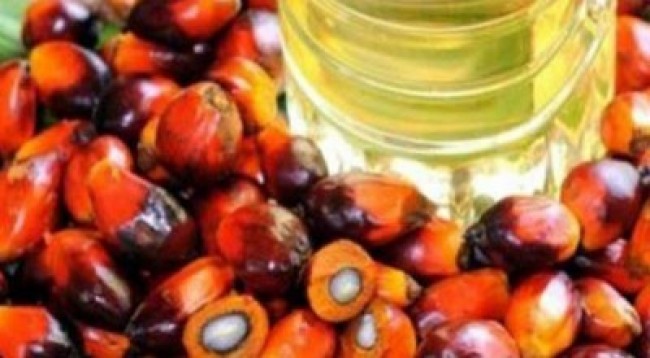 The Fruit Production of Bumitama Agri Increased 17,1%