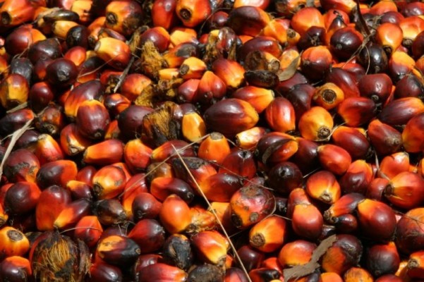 The People of Tamam Embaloh Reject Palm Oil Plantation 
