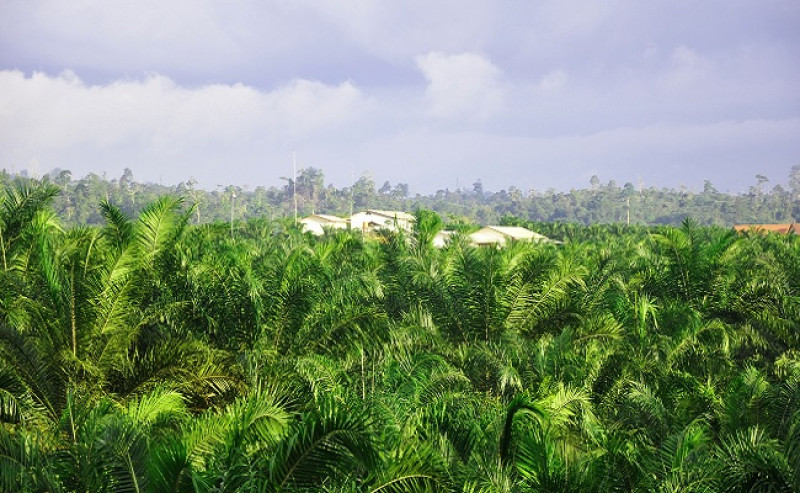 Only 65 Percent Palm Oil Companies in East Kalimantan Registered in SIPERIBUN