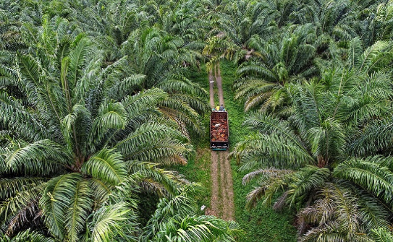 Track Down the Harmony of Sustainable Palm Oil and Regenerative Agriculture
