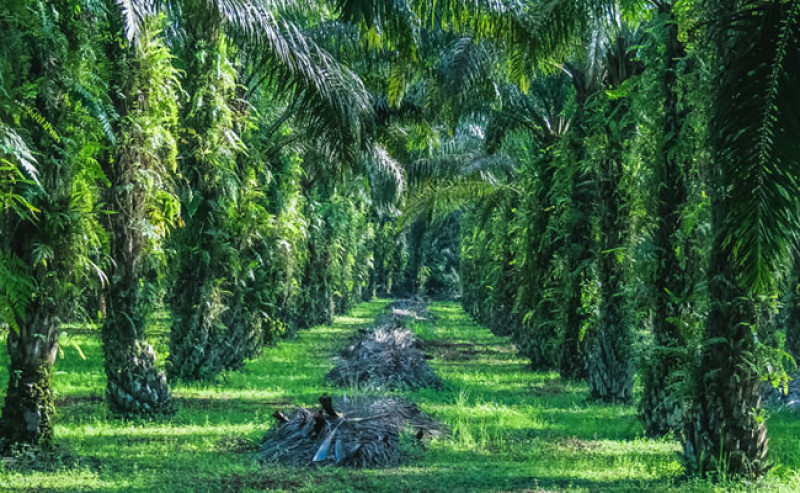 ISPO Certification for Sustainable Smallholders