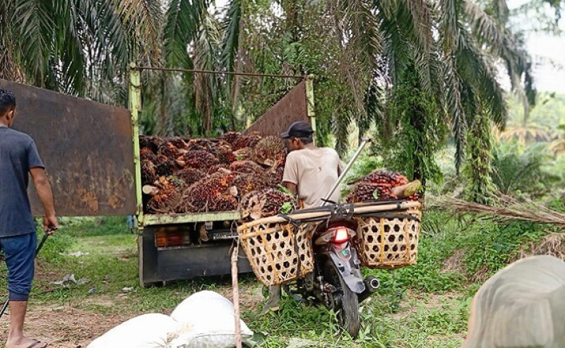 FFB for Independent in Riau on 29 May – 4 June 2024: The Most Expensive is Rp 2.865,60/kg