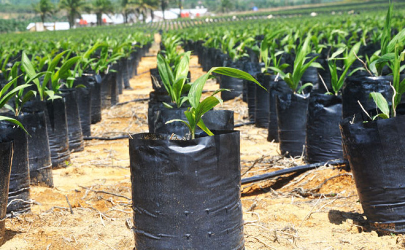 Fighting Ganoderma and Climate Challenges, 6 Palm and Cocoa Varieties Released