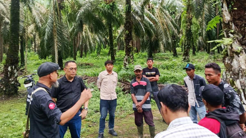 Oil Palm Farmers Actively Engaged in Certified Sustainable Palm Oil Trade Supply Chain