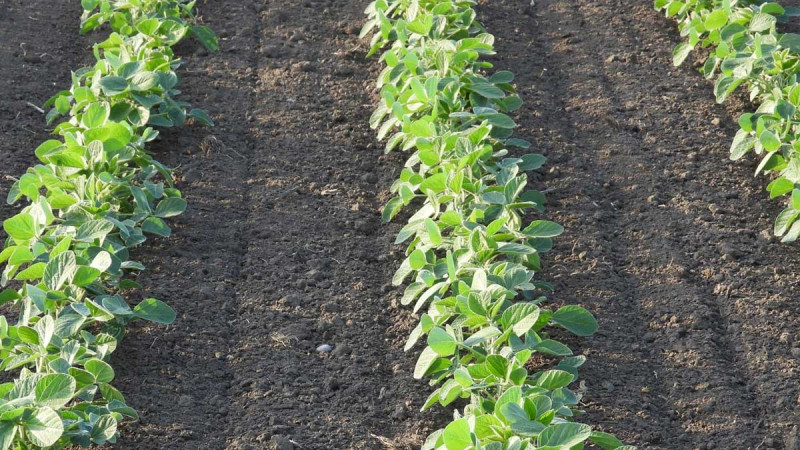 Dry and Cold Weather Accelerates Soybean Harvest in Argentina