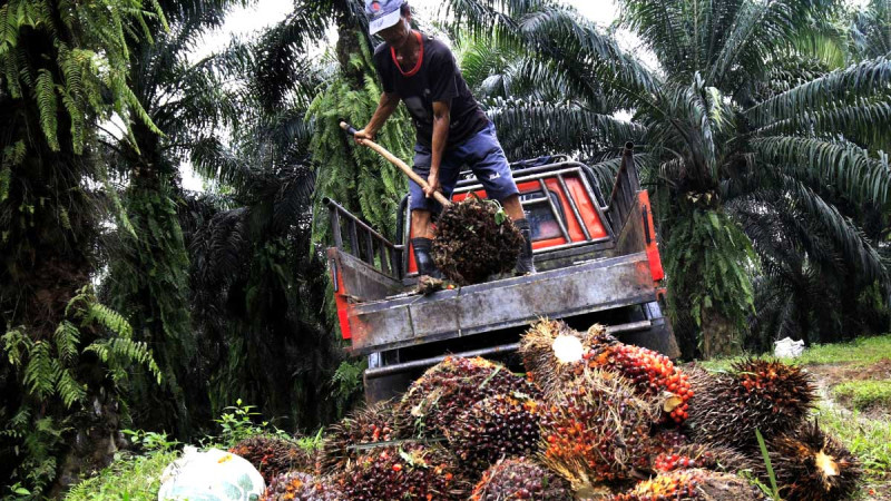 Palm Oil Prices in West Kalimantan Reach Record High of IDR 3,087.78 per Kg for May 2025