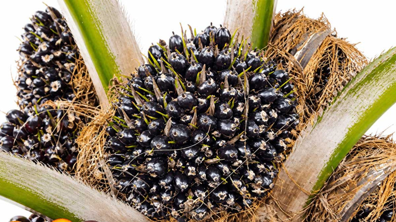 Palm Oil Growers Urged to Conduct Black Bunch Census to Improve Harvest Forecasting