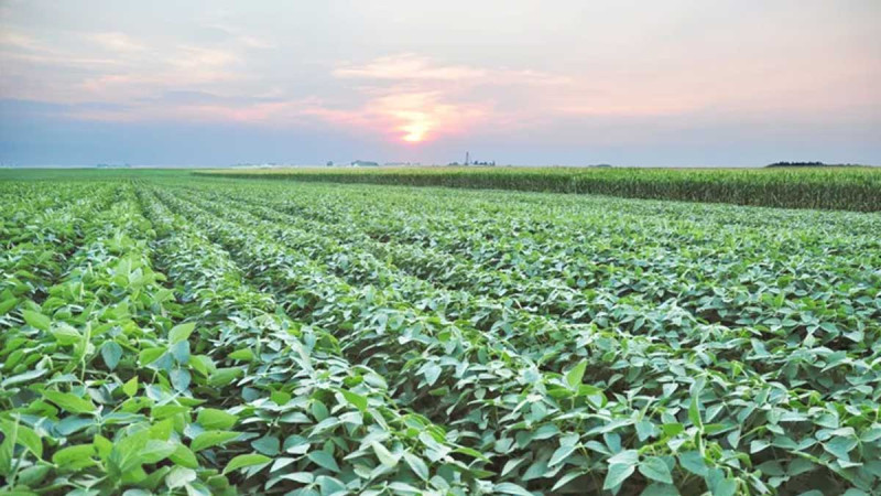 China-US Expected to Reach New Agriculture Deal, Soybean Purchases Seen Limited