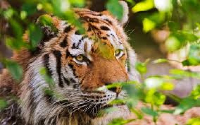  India's oil palm expansion plan being protested