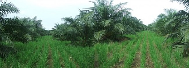 Bad Irigation, Paddy Fields Turn to be Palm Oil Plantation