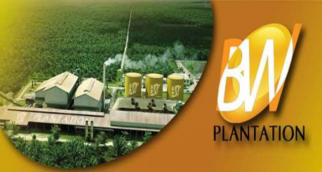 Early December 2014, PT BW Plantation Distributes Final Cash Dividend