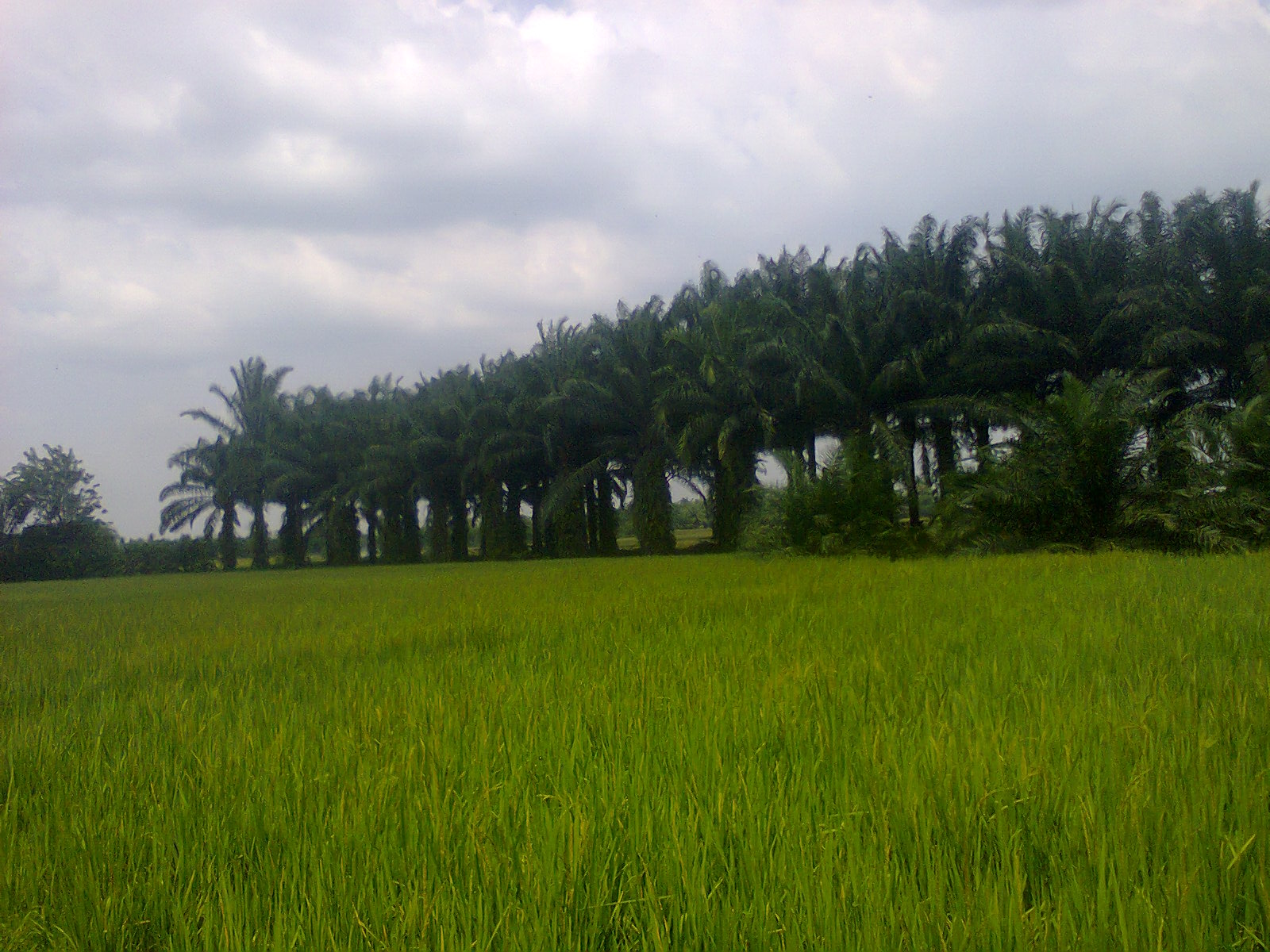 Mukomuko Farmers Proposed Palm Oil Areas Convert to be Paddy-Field