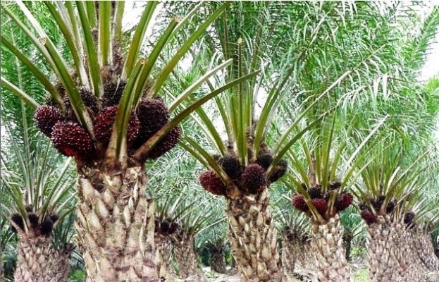 Nigeria will Develop Palm Oil Plantation as 10 Million Hectares