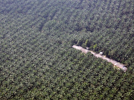 Palm Oil Is Potential in Food Sector