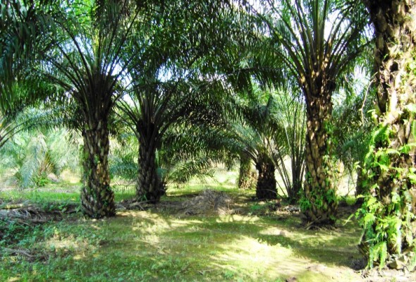 PT JMS Urged to Submit Plasma Plantation to Lasung Society
