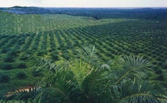 PT MSS : It’s Wrong, We Have Land Cultivation Rights Title!