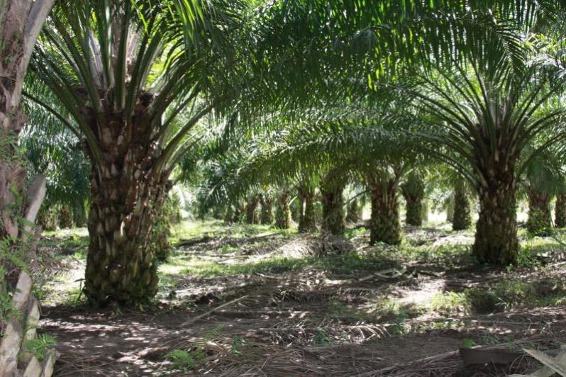 The Weather Effects the Offering Similarities of Palm Oil