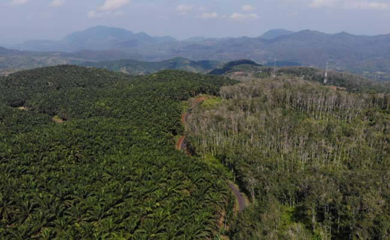 Police Arrested the Suspect of SHK Corruption: Took Chairman of Palm Oil Union in West Kalimantan